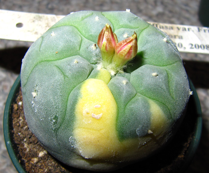 Lophophora Diffusa var. fricii forma albiflora variegated seedling